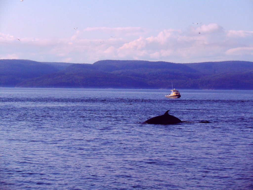 Observation des baleines au large de Tadoussac (Québec).