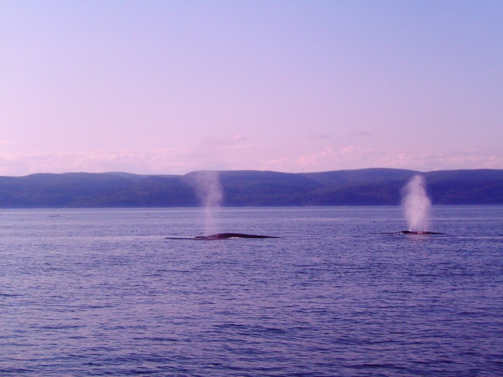 Le souffle des baleines, un souvenir inoubliable !