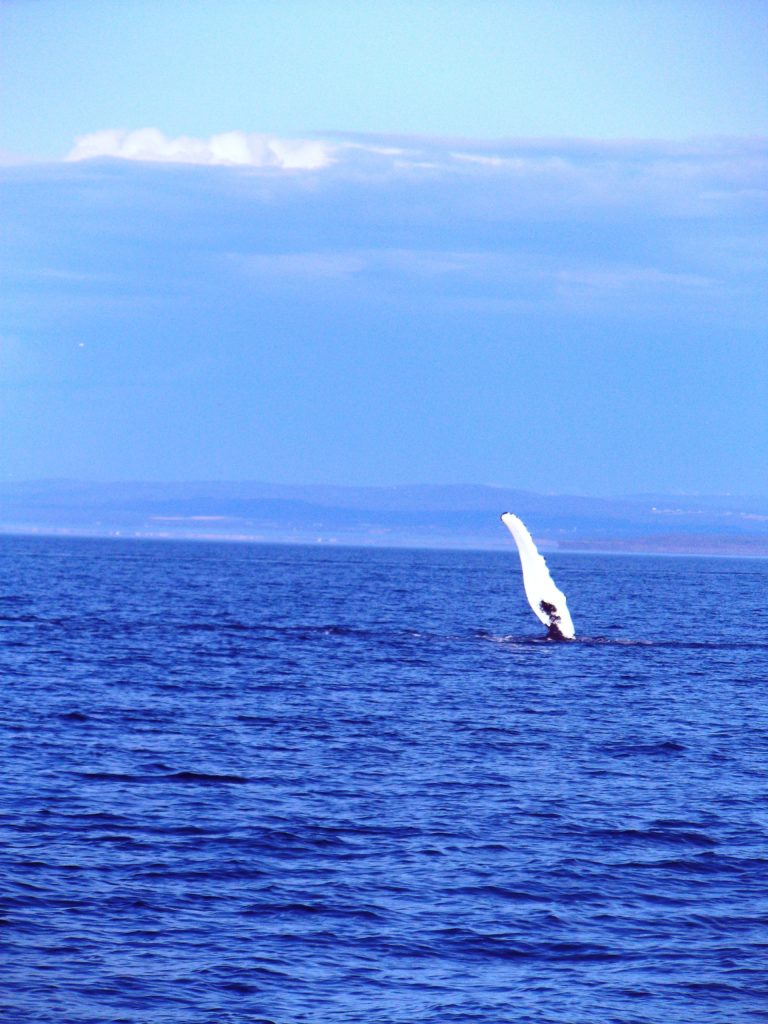 Observation des baleines à bosse au large de Tadoussac.