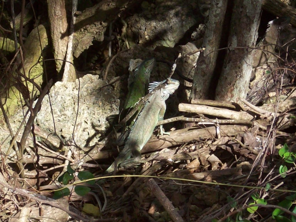 Iguanes (Guadeloupe).