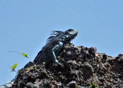 Observer les iguanes en Guadeloupe