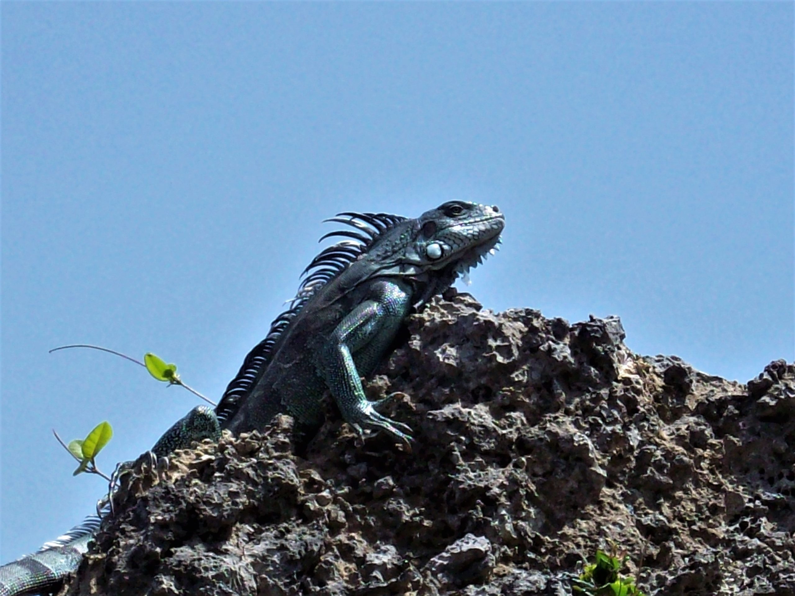 Observer les iguanes en Guadeloupe