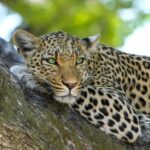 leopard on brown trunk tree
