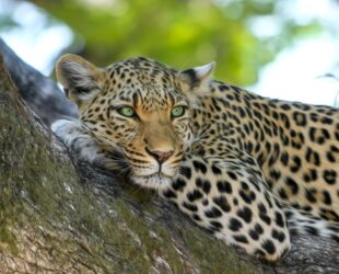 leopard on brown trunk tree